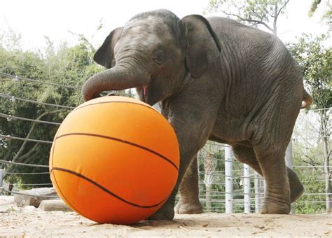 Watch This Dallas Zoo Baby Elephant Freak Out About A Huge Ball