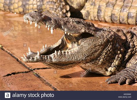 Nile Crocodile With Mouth Open At A Crocodile Farm In Limpopo Province