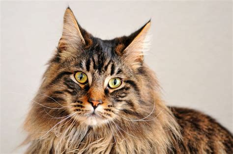 Tipos de pelo en los gatos | Mascotas