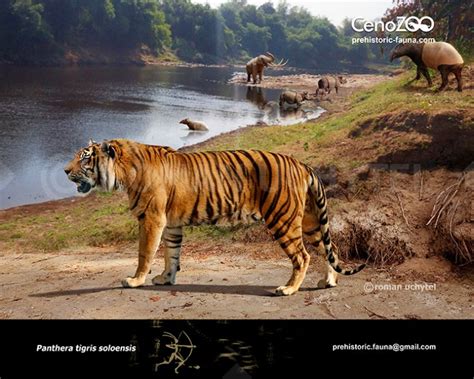 Ngandong Tiger Panthera Tigris Soloensis