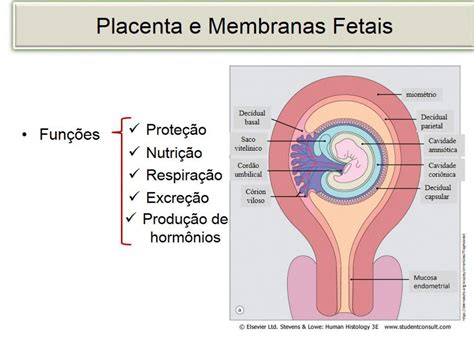 O Desenvolvimento Da Placenta órgão Importante No Desenvolvimento De Mamíferos