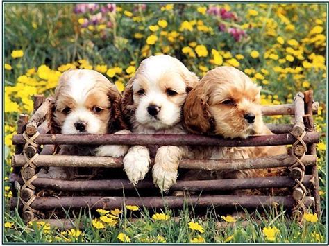 Huge collection, amazing choice, 100+ million high quality, affordable rf and rm images. Cute Puppy - Puppies Wallpaper (13986364) - Fanpop