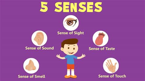List Of Sense Organs And Their Functions