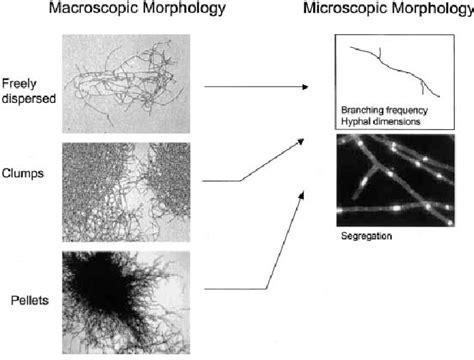 Macroscopic And Microscopic Morphology Of Filamentous Fungi
