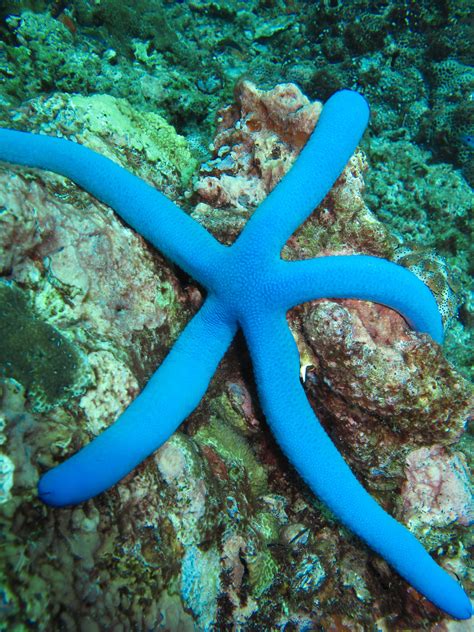 Blue Star Fish Thailand Underwater Creatures Ocean Creatures Starfish