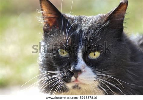 Portrait Black White Cat Black Siberian Stock Photo Edit Now 591887816