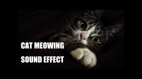 cats meowing sound effects free 5 cats best effects for video editing funny and angry cat