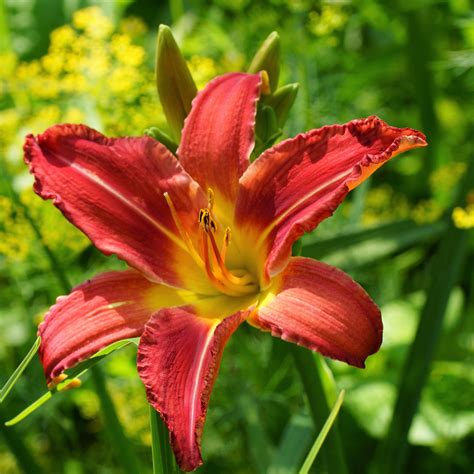 Daylily Autumn Red Reblooming Red Daylily Red And Gold Hemerocallis