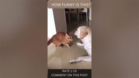 Funny Cat Vs Dog Fight Shorts Youtube