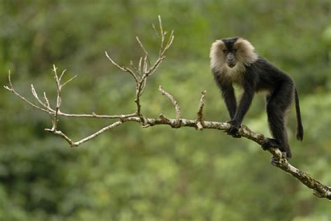 Things You Need To Know About Lion Tailed Macaques Nature Infocus