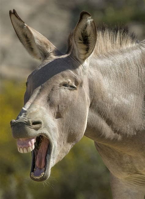 The Characteristic Loud Bray Of Asses Including Domestic Donkeys Is