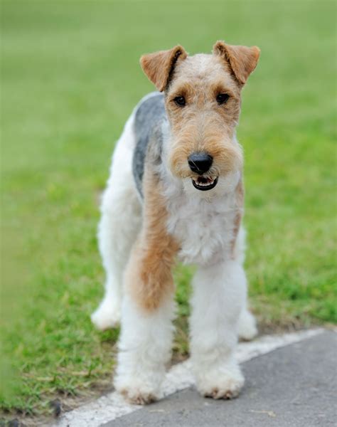 Wire Fox Terrier Dog Breed Info And Characteristics