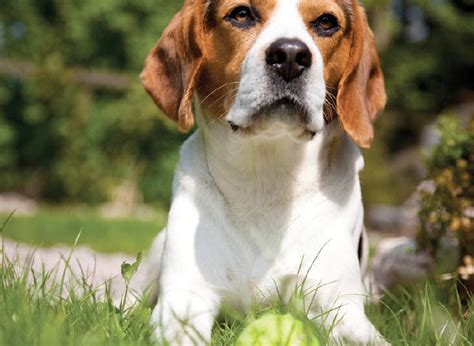 How To Care For Beagles Vida Veterinary Care