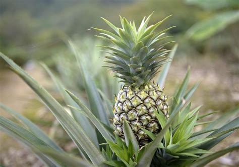 Growing Pineapple Is Very Easy As The Plant Requires A Few Maintenance