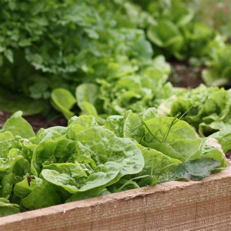 Lets Talk About Lettuce Harrod Horticultural