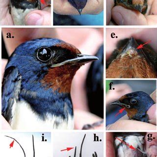 Her finder du folketingsmedlemmernes adresser. Photos of morphological abnormalities from barn swallows living near... | Download Scientific ...