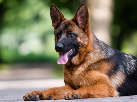 Black And Red German Shepherds Stunning Colors And Remarkable Traits