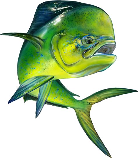 Mahi Mahi Sticker By Fishindecals Fish Artwork Fish Art Fish Painting