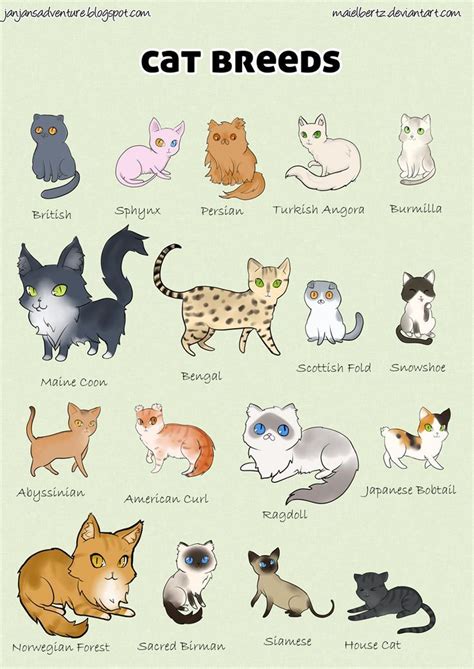 Cat Breeds Cats Illustration Cats