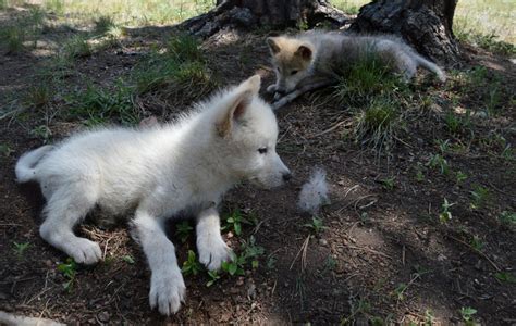 Colorado Wolf And Wildlife Center Gets Two New Wolf Pups Lifestyle