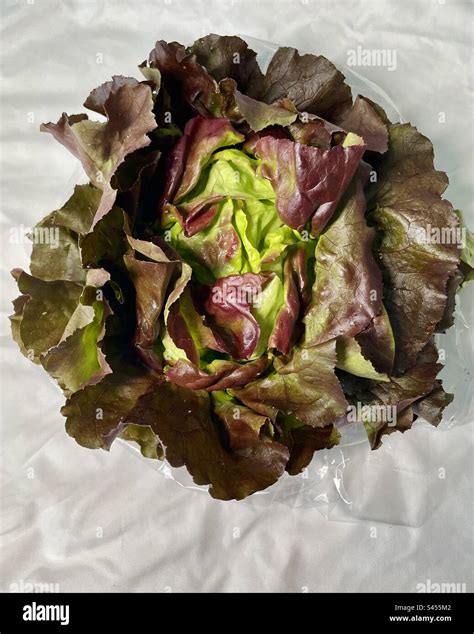 Head Of Romaine Lettuce Stock Photo Alamy
