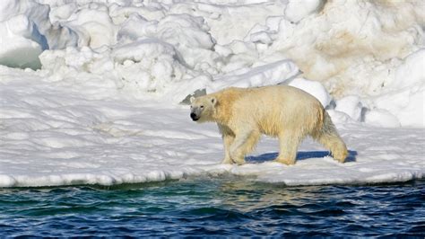 Polarni Medved Ubio Majku I Dete Na Aljasci