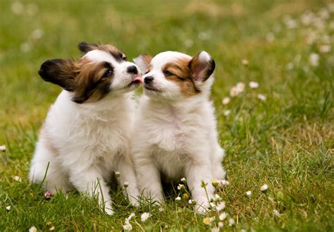Depending on how socialization was carried out, some papillons may be jealous if their owner's attention is diverted elsewhere. Papillon Puppies For Sale - AKC PuppyFinder