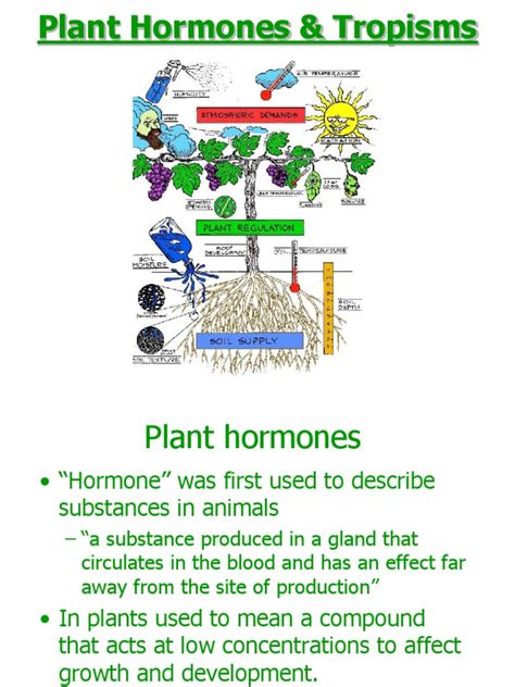 Plant Hormones Auxin Plant Hormone