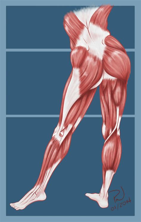Hip Butt Legs Muscle Anatomy Paul Neale Anatomy Pinterest