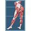 Anatomy Hip Muscles Diagram  Flexors The Studio HQ Online