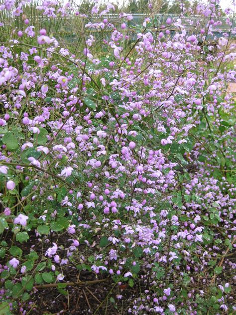 Other than never giving it any water, you can't kill this lovely japanese native. Rotary Botanical Gardens - Hort Blog: Marvelous Meadow Rues