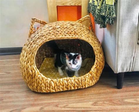 Rattan Cat Bed Rattan Cat Cages Cat Ears Wicker Cat Bed Etsy