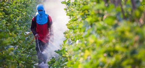 Top 10 Reasons To Stop Using Pesticides Now Pesticides Monsanto Gmo