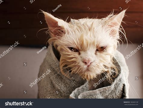 Wet Cat After Bath Wrapped Towel Stock Photo 182845139 Shutterstock