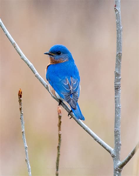 Eastern Bluebird | Taking Flight