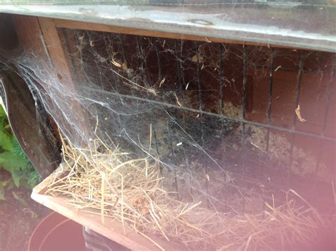 False Widow Web The False Widow Spider