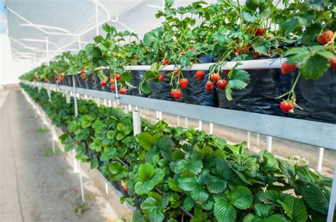 Best Plants To Grow In Greenhouse
