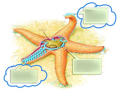 Structure Of A Sea Star Diagram Quizlet