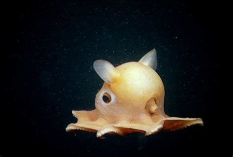 Aquarium Of The Pacific Online Learning Center Dumbo Octopus