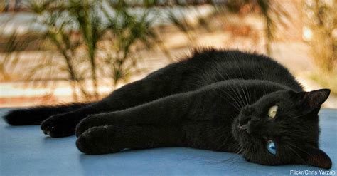 5 Reasons To Adopt A Black Cat The Animal Rescue Site Blog