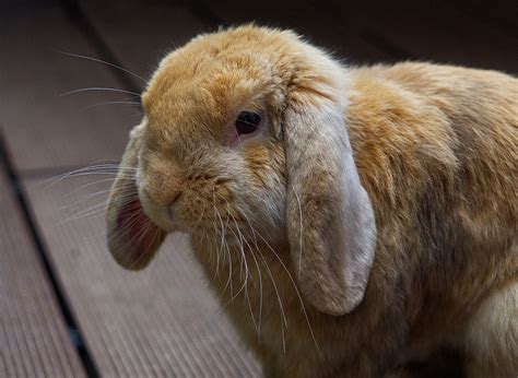 Is A Holland Lop Bunny The Right Pet For You