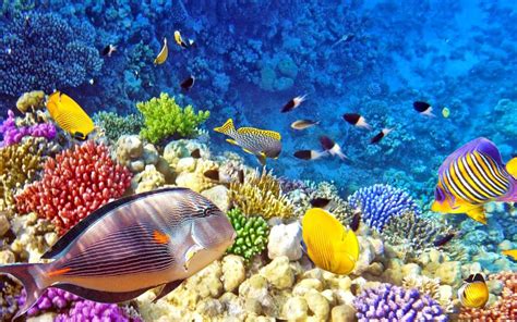 Raja Ampat Underwater Photo Tropical Colorful Fish Coral Coral Reefs Desktop Hd Wallpaper