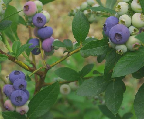 Growing Blueberries Easiest And Best Blueberry Varieties The Old