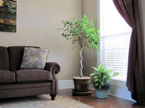 Plantas de interior que purifican aire + pocos cuidados. Decorar con plantas de interior la casa