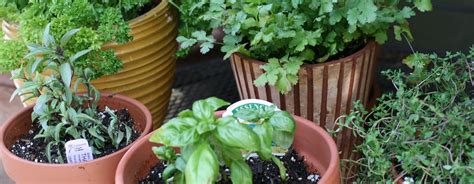 33 Best Herb Garden Ideas And How To Start A Herb Garden
