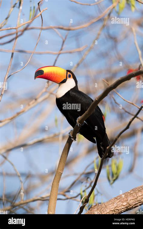 Toco Toucan Ramphastos Toco On Branch Looking At Camera Mato Grosso