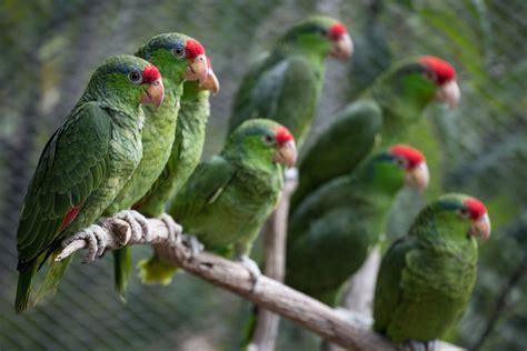 This Endangered Parrot Species Is Actually Thriving In Urban Texas
