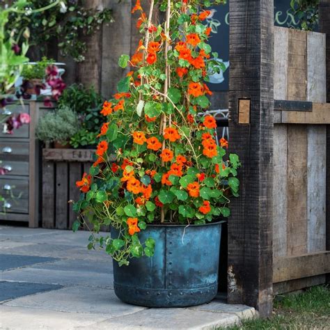 Nasturtiums Are Exceptionally Easy To Grow Long Flowering And Beloved