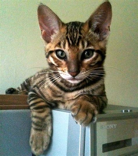 Toyger Kitten The Toyger Is A Breed Of Domestic Cat The Result Of