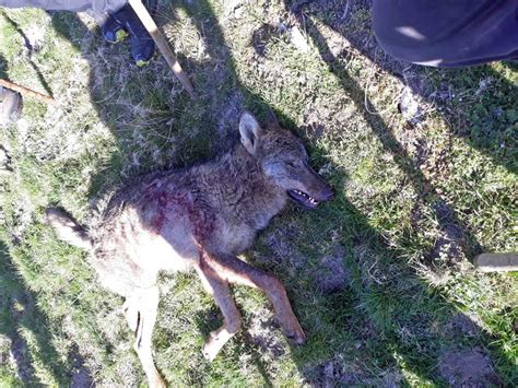 Pode ser possessivo, numeral, demonstrativo (casa grande, mulher alta). Abatido un lobo en Onís en el transcurso de una batida